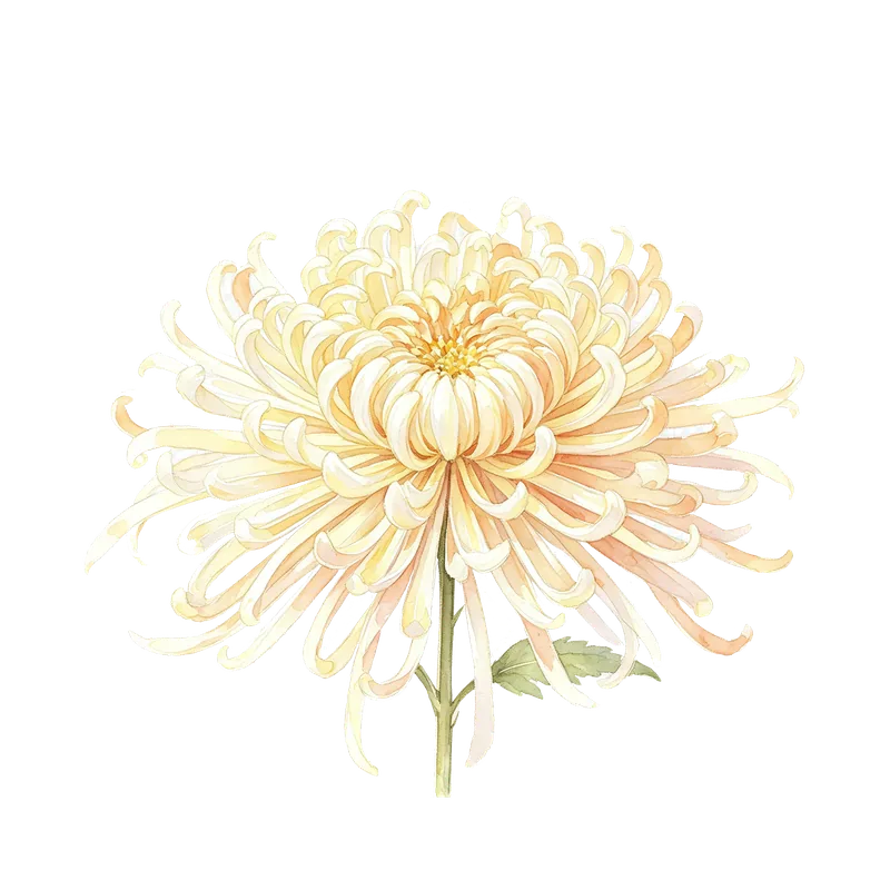 菊花