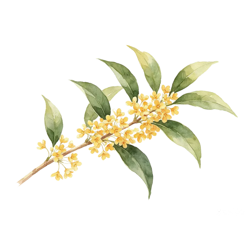 桂花